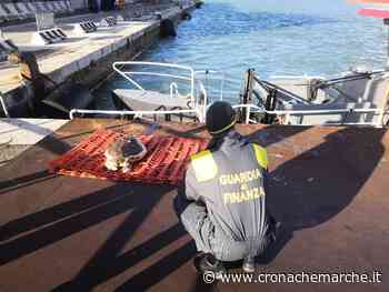 Tartaruga esanime recuperata al porto di Ancona - CronacheMarche