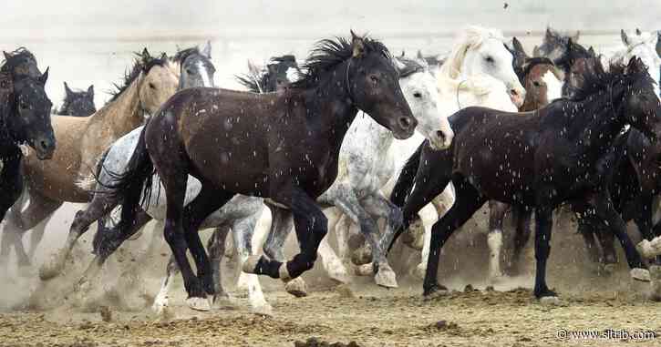 Feds’ Utah horse sterilizations draw two lawsuits alleging inhumane treatment