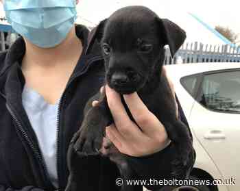 RSPCA issue animal welfare warning this Christmas in Greater Manchester