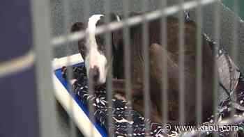 Houston area animal shelters see drop in animal intakes during pandemic - KHOU.com