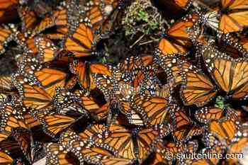 Endangered Monarchs a possible reality