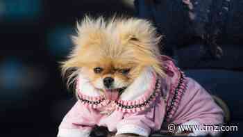 Lisa Vanderpump's Dog Giggy Dies