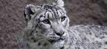 Snow leopard tests positive for Covid-19