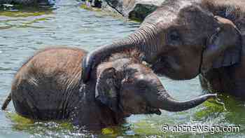 Second young elephant dies from virus at New York zoo