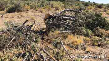 Groups blast Trump logging plan aimed at reducing wildfires