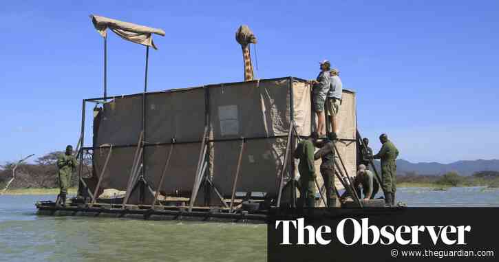 ‘Moving a giraffe is a delicate process’: rising waters threaten Kenya's wildlife