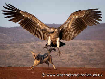 Kevin Nash wins prize at Bird Photographer of the Year