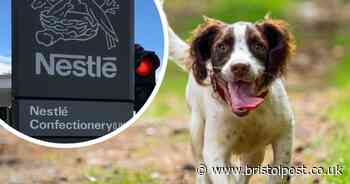 Product recalls for Nestle drinks, meat products and pet food - Bristol Live