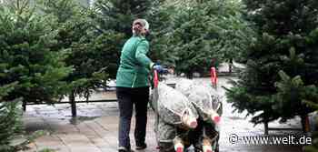 Jetzt muss die Wohnzimmer-Tanne das Baum-Geschäft retten