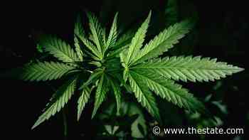 Could 2021 be the year for medical pot in SC? Legislators gear up for debate - The State