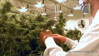 Medical marijuana bill co-sponsored by Rep. Morgan Griffith passes House - WSLS 10