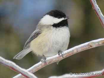 Sault Ste. Marie Bird Count