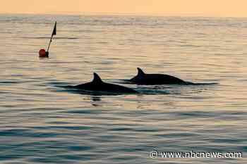 Researchers think they spotted new whale species off Mexico