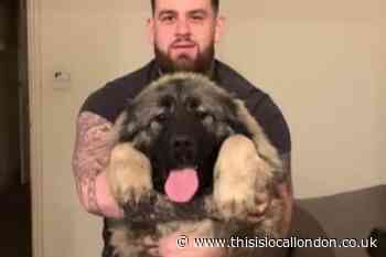 Orpington man appeals for help in hunt for 'stolen' dog