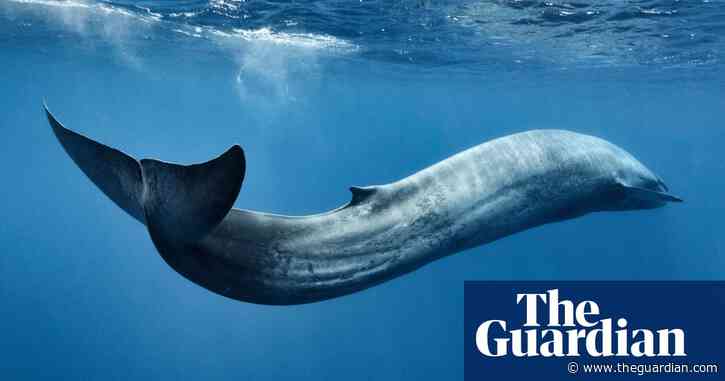 Deadliest plastics: bags and packaging biggest marine life killers, study finds