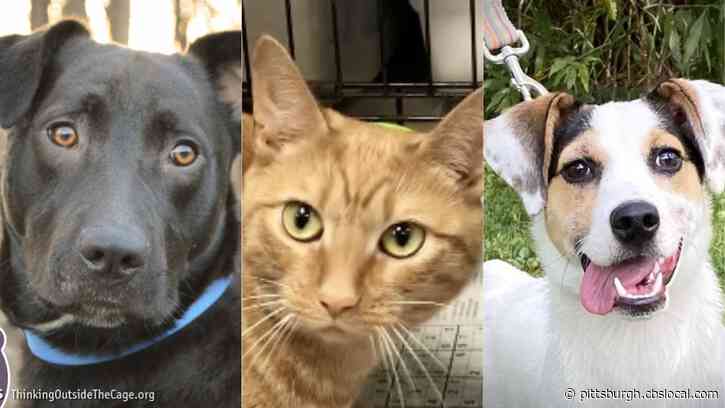 Furry Tails: Eugene, Michelle & Jill Are Waiting For Forever Homes