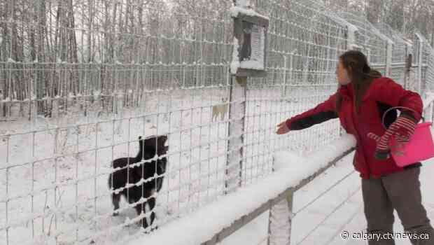 Meat scraps donated from high-end Calgary restaurant to Canada's only wolf-dog sanctuary