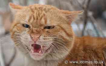 'Cat scratch fever' may cause psychotic symptoms: New study offers more evidence