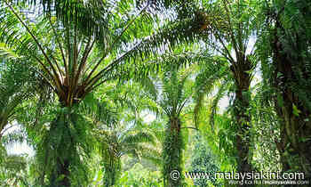 Windfall levy for palm oil may net govt over RM500m next year - Malaysiakini