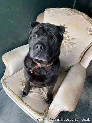 Could you adopt one of these abandoned dogs?