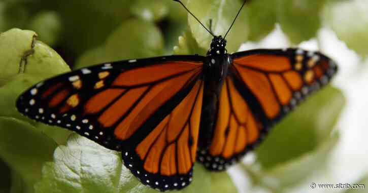 Endangered-species decision expected on beloved butterfly