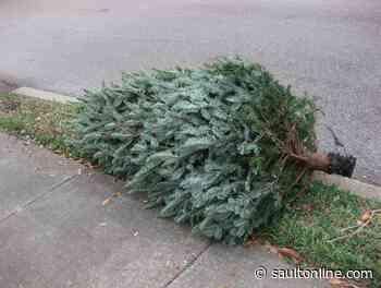 JustJunk Offers Free Christmas Tree Pick-Up – But Act Fast!
