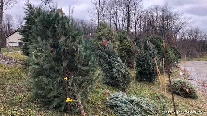 Freedom Farms Giving Away Christmas Trees To Healthcare Workers, First Responders And Those In Need