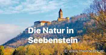 DIE NATUR IN SEEBENSTEIN: SCHÖNWETTERPERIODE IM SEEBENSTEIN - Neunkirchen - meinbezirk.at