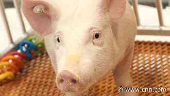 FDA approves new genetically modified pig for allergy-free medical and food products - CNN