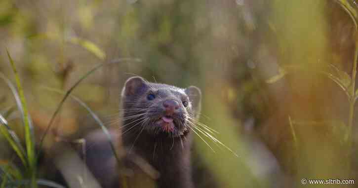 A wild mink in Utah is the first wild animal anywhere to test positive for COVID-19, researchers say