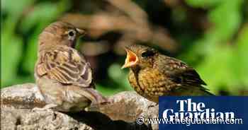 Why should we listen to birds? (part one) – podcast