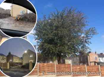 Rishton neighbours' outrage as protected tree is chopped down