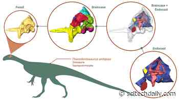 Pioneering Reconstruction Reveals Surprising Insights Into Early Dinosaur’s Brain, Eating Habits and Agility