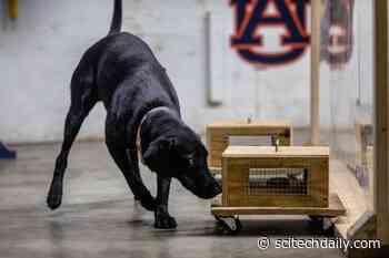 K9 Chemistry: A Safer Way to Train Explosives and Narcotics Detection Dogs