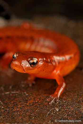 New Species Discovery 50 Years in the Making: Carolina Sandhills Salamander