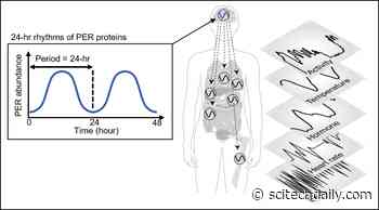 Sleep Mystery Solved With Math: Cytoplasmic Traffic Jam Disrupts Sleep-Wake Cycles