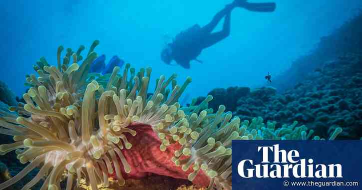 'Happy corals': climate crisis sanctuary teeming with life found off east Africa