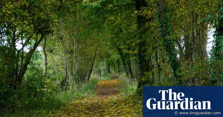Restore UK woodland by letting trees plant themselves, says report