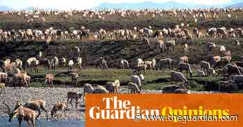 America's last wilderness is about to go to the highest bidder for oil drilling | Kim Heacox