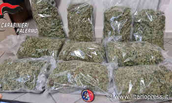 Operazione antidroga, dieci chili di erba in casa. Un arresto dei carabinieri a Piana degli Albanesi - Il Tarlo