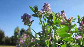 Erba medica: fissato dal comitato interprofessionale il prezzo 2020 per la semente in natura certificata - Ruminantia