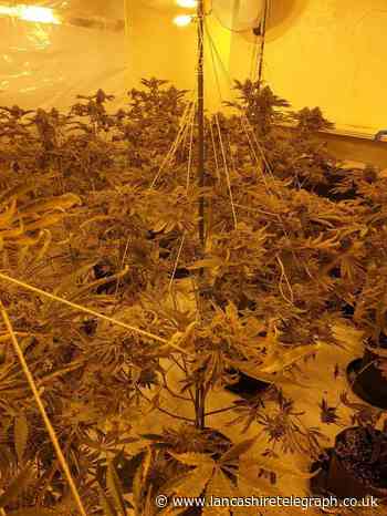 Cannabis farm with 500 plants found in Accrington