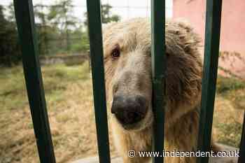 ‘Concentration camps for living beings’: Pakistan high court condemns continued existence of zoos
