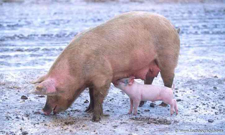 FDA Approves GMO Pigs For Food, Drugs, Transplants