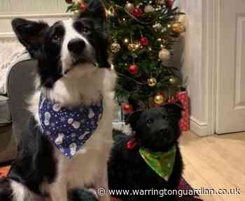 Great Sankey dog owner makes pawfect present for Christmas
