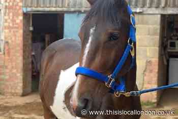 Pony rescued from 'brink of death' in Belvedere rehomed