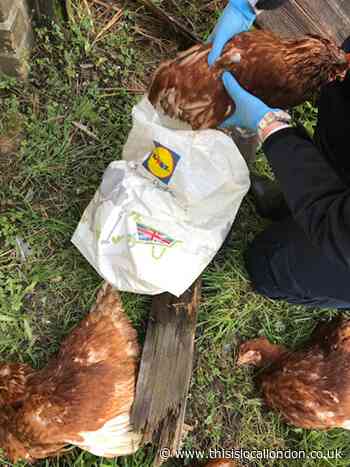Appeal for information after hens are abandoned in Ealing alleyway