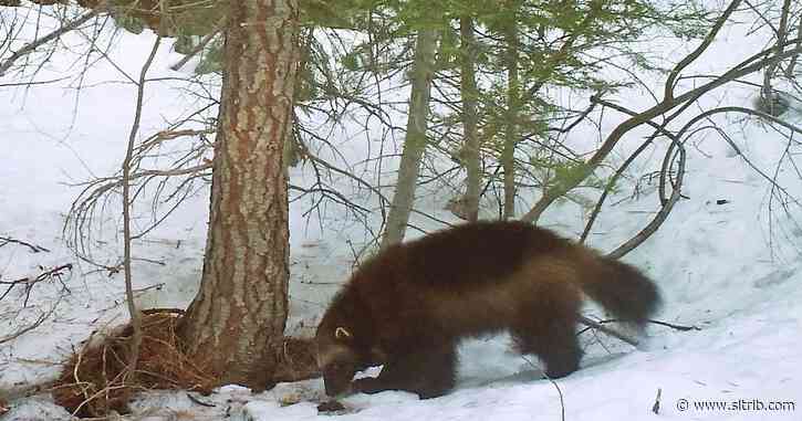 Conservationists sue feds over lack of wolverine protections