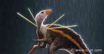 Fancy chicken-sized dinosaur sported a furry mane and shoulder ribbons     - CNET