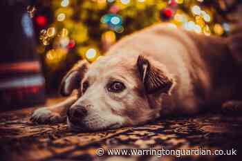Help treat a rescue dog with the Doggie Christmas Shoebox Appeal